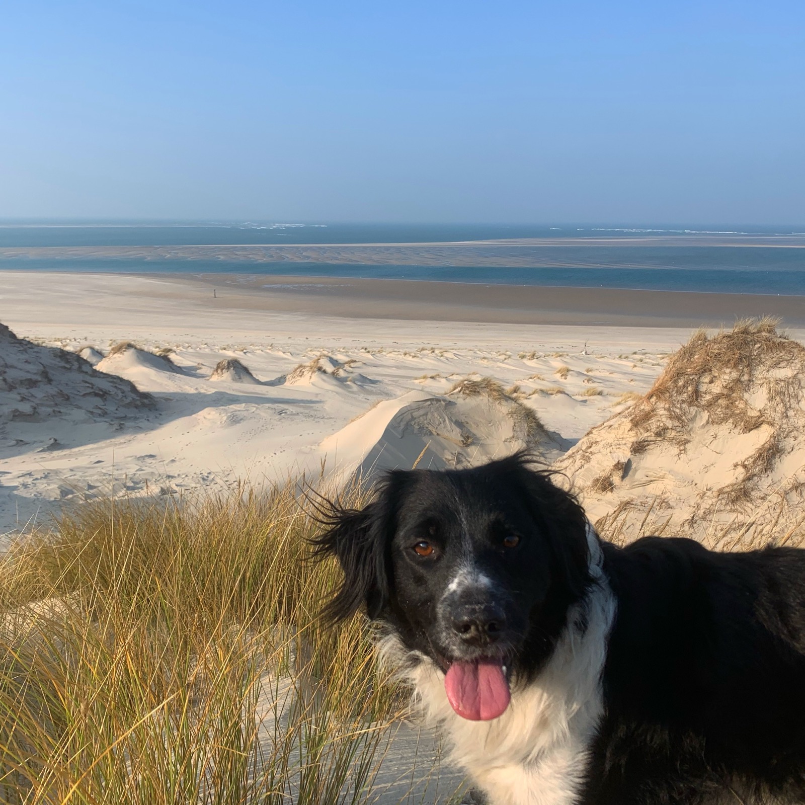Sailing dog on sand dunes overlooking the beach and sea