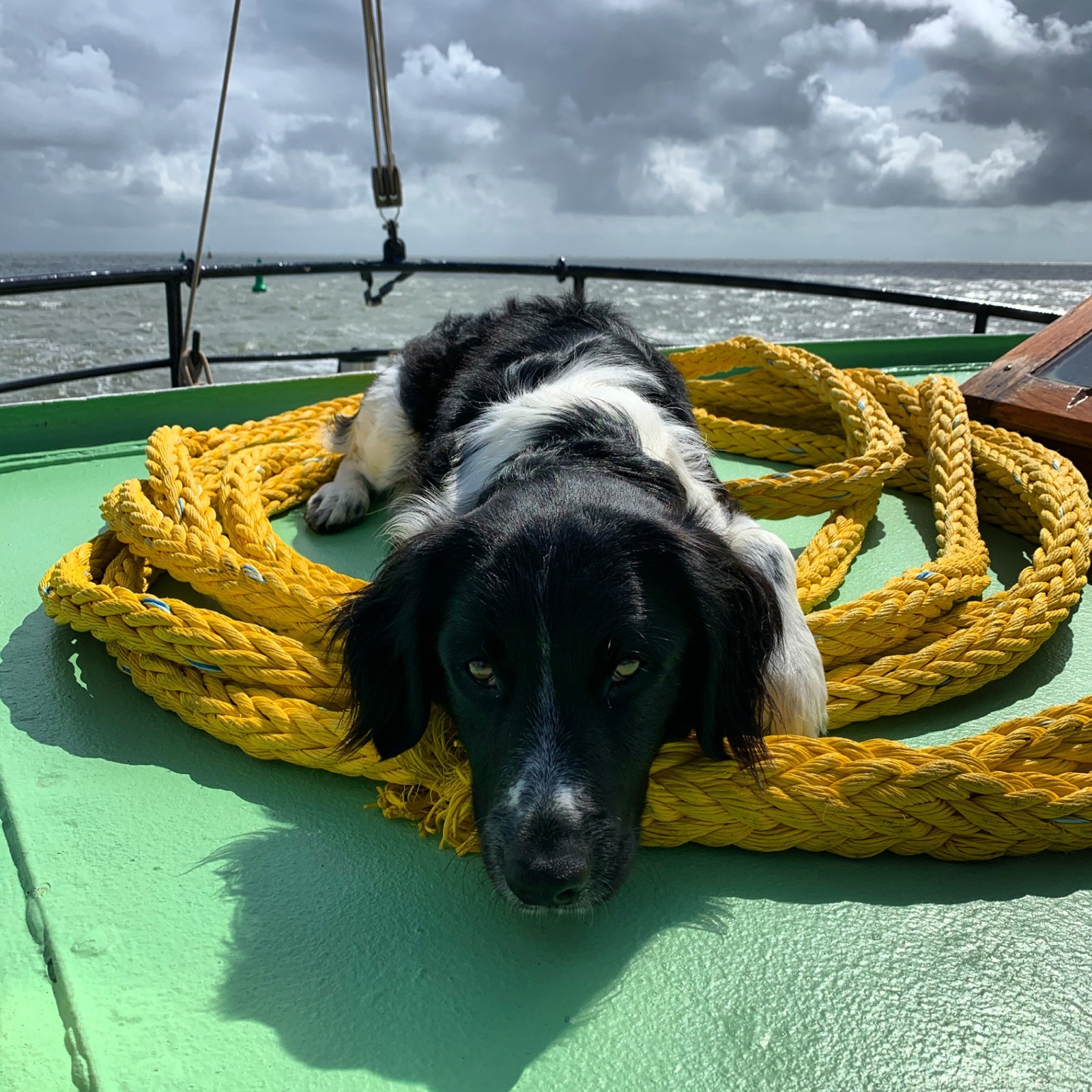 Ship dog resting on coiled ropes on a traditional sailing ship deck